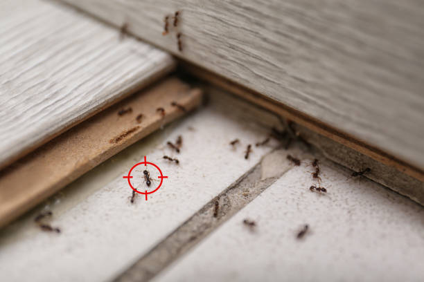 Pest Prevention Services in Bellefontaine Neighbors, MO