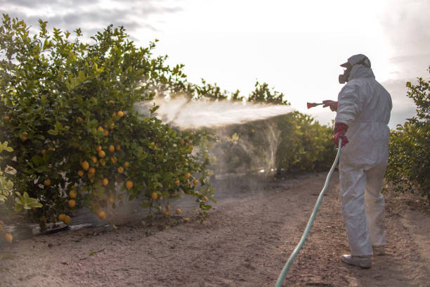 Best Termite Control Services  in Bellefontaine Neighbors, MO