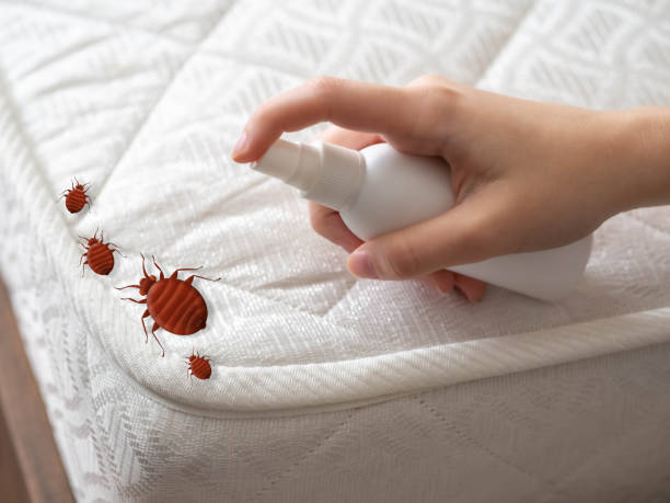 Best Pest Control Near Me in Bellefontaine Neighbors, MO